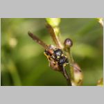 Symmorphus gracilis  - Lehmwespe 01b 7mm.jpg